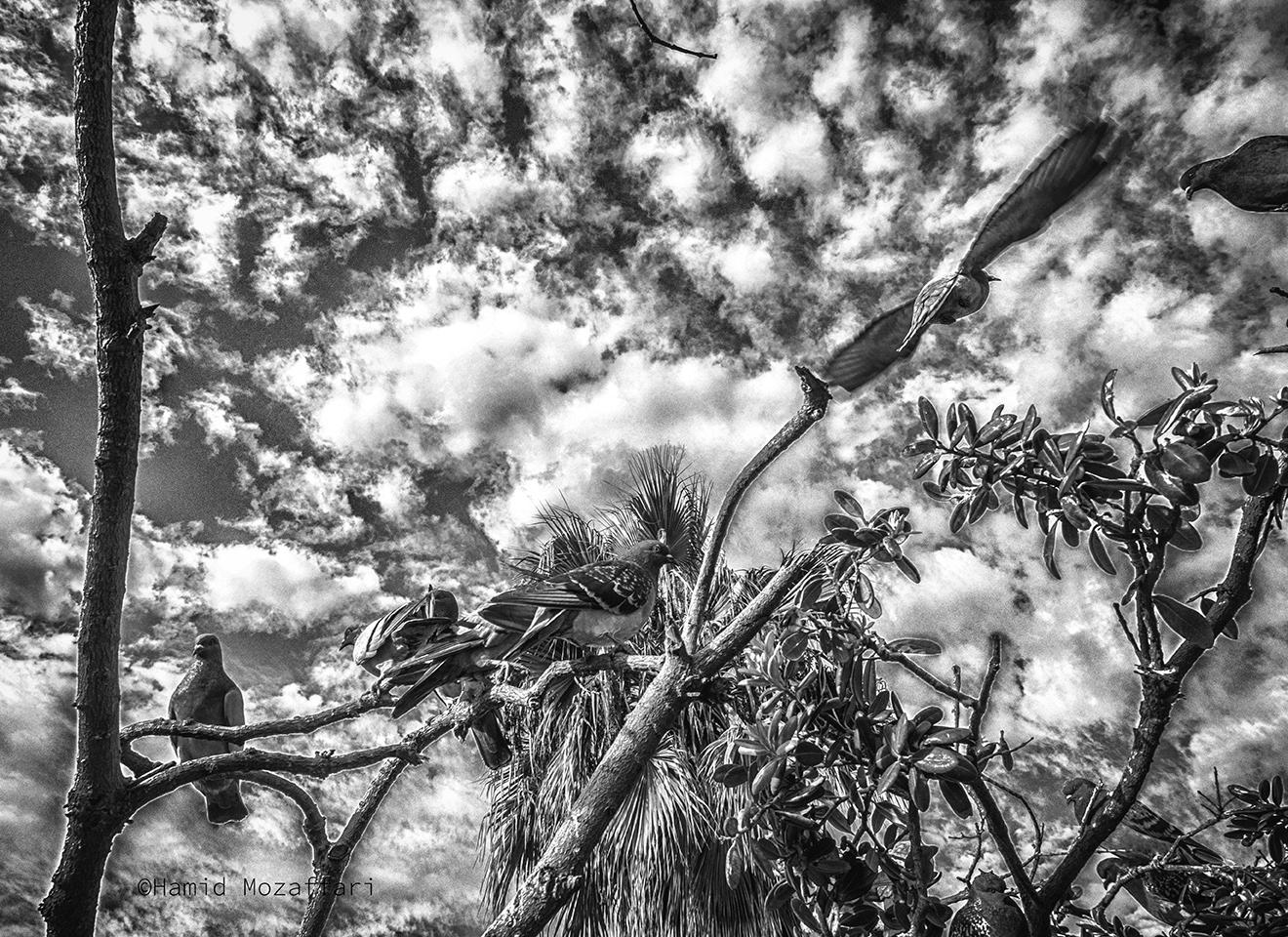 Conference of the birds
